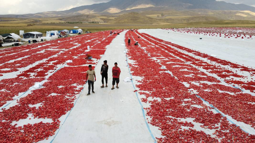 Süphan Dağı’nda yetişiyor 12 kilodan 1 kilo çıkıyor. Türkler 1 kilo bile alamıyor - Resim: 10